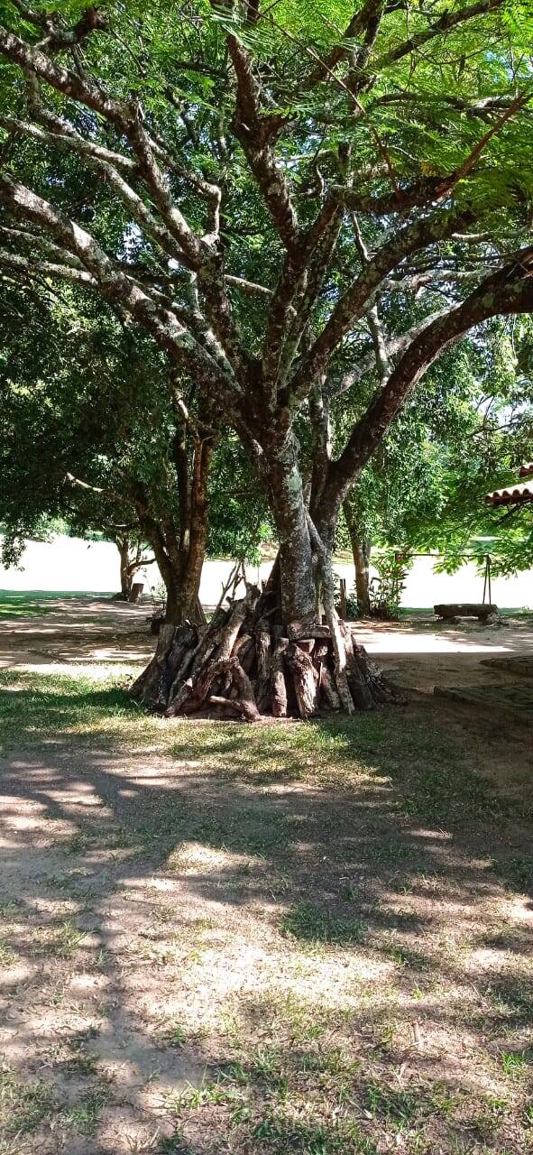 Fazenda à venda com 3 quartos - Foto 10