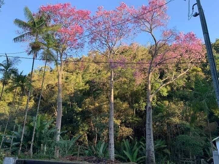 Fazenda à venda com 3 quartos, 81000m² - Foto 2