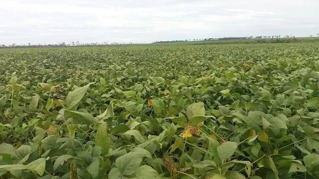 Terreno à venda, 1500m² - Foto 1