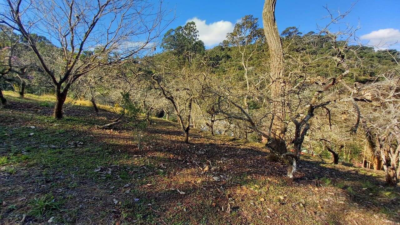 Fazenda à venda com 4 quartos, 23000m² - Foto 11